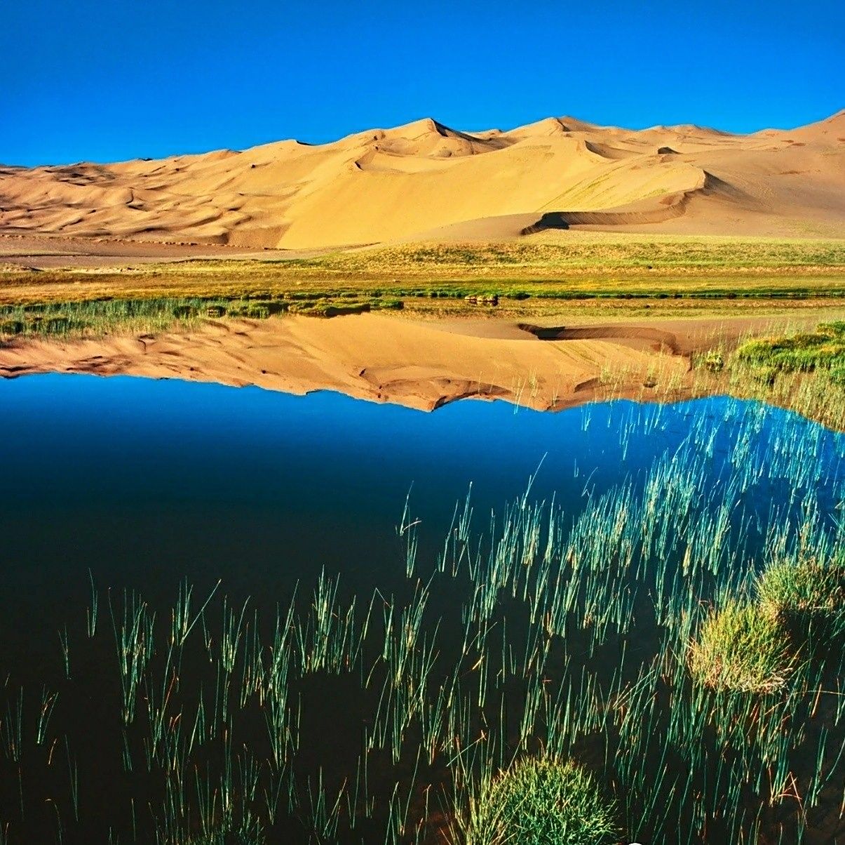 沙漠绿洲的最美图片图片