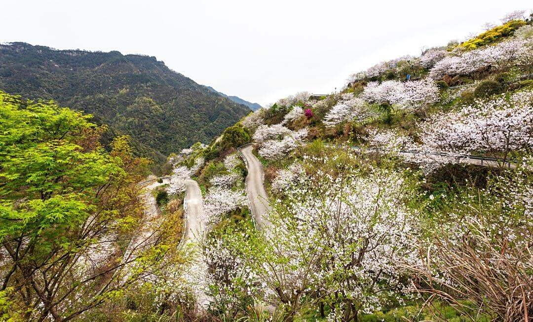 四明山髮卡彎 野櫻花的絕美盛景