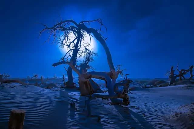 胡杨林的美,既凄凉又唯美!