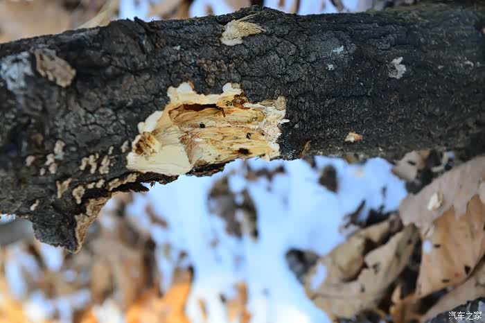一往无前虎山行——记我与哈弗车队在吉林珲春的一场巡虎之旅