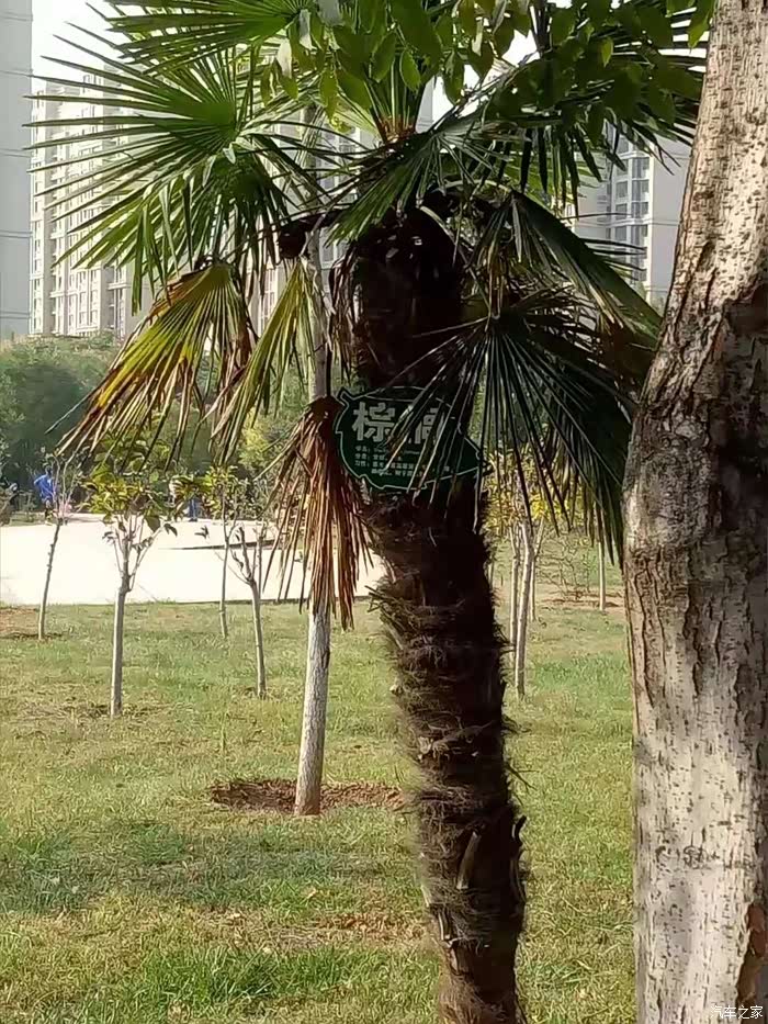 犹如蒲扇般的棕榈.