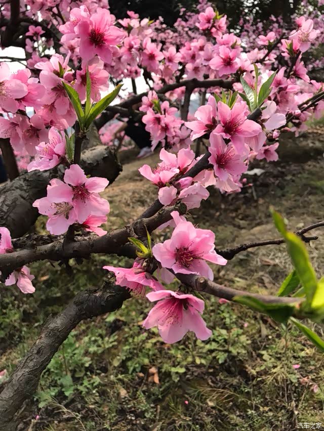 新凯乡村桃花李子花行