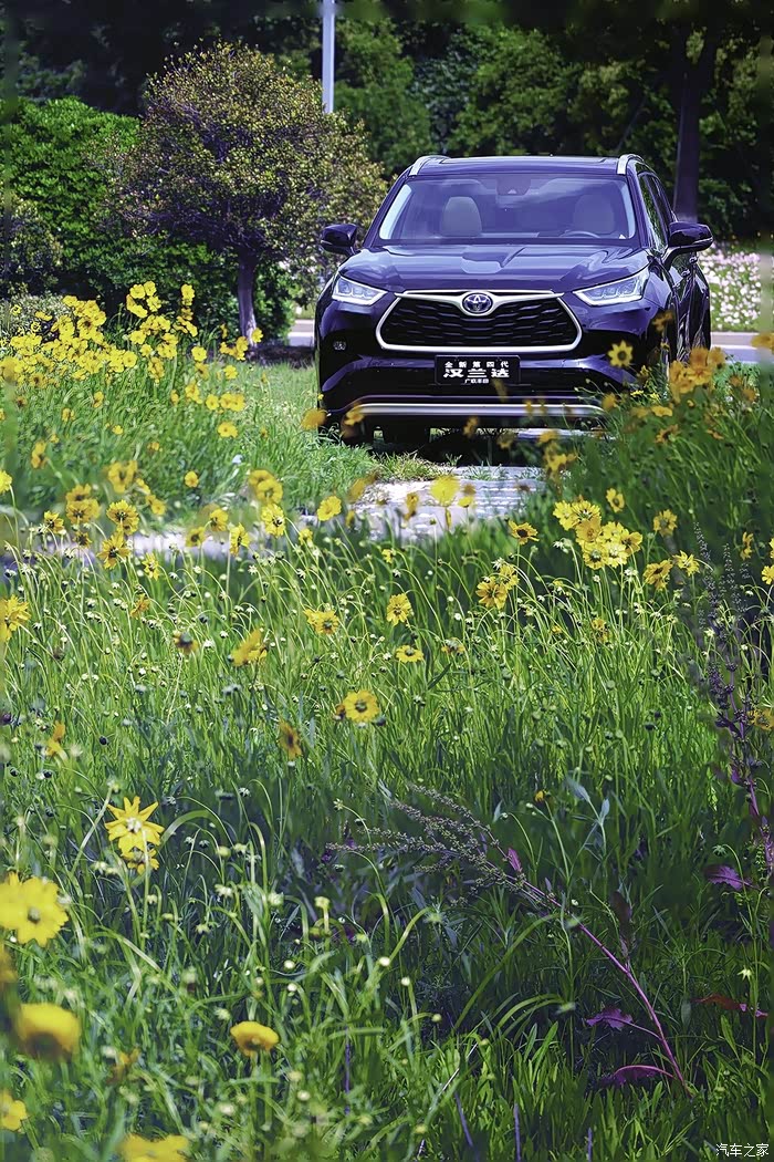 沉浸在西太湖花海的汉兰达双擎