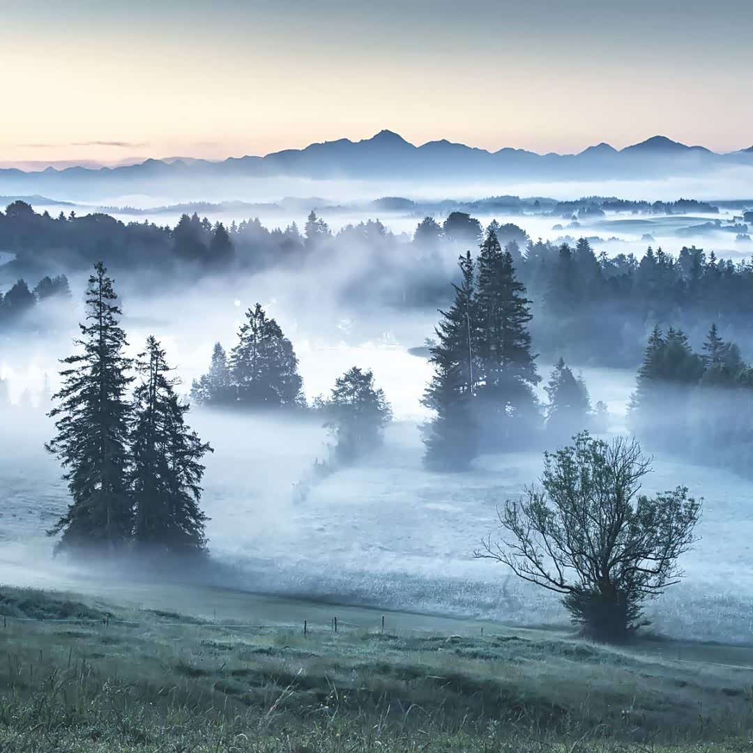 迷雾森林,犹如仙境.