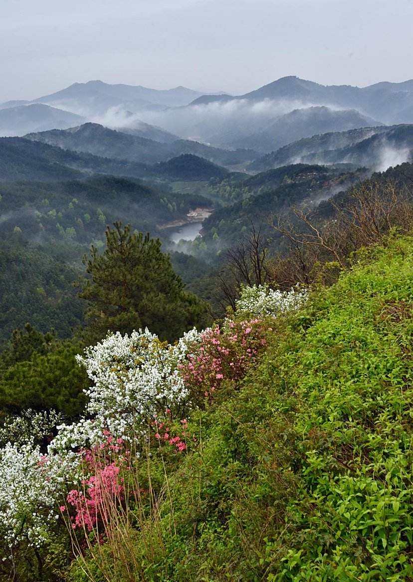 武汉不光有杜鹃花海还有云雾山