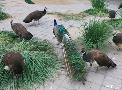 【拼音abc】观沙湖孔雀_内蒙古_手机汽车之家