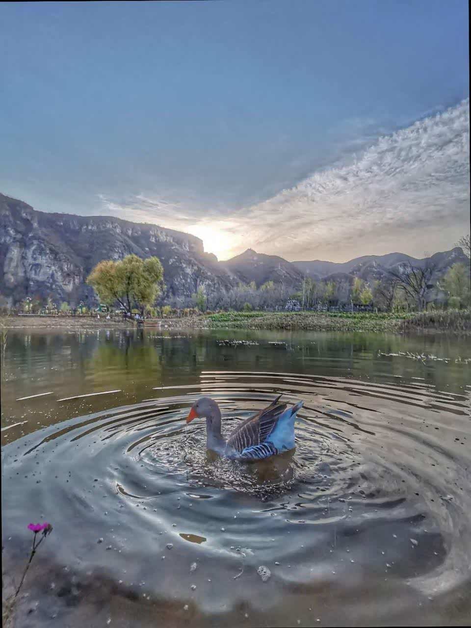 易水河畔的群鸭戏水已形成一道风景