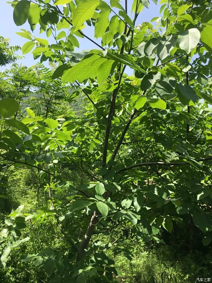 陕西长安悦翔家族车友会t57带着媳妇瞧瞧子午风景