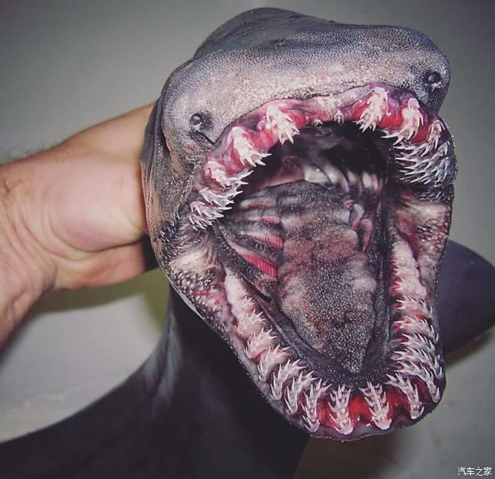深海异兽怪物图片