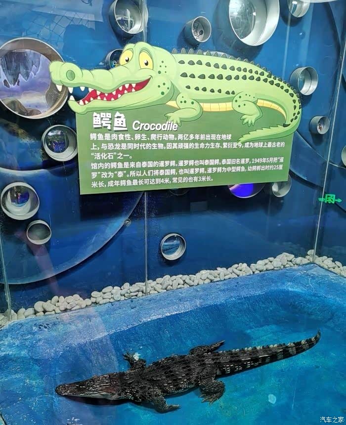 严重怀疑这angle只假鳄,一动不动