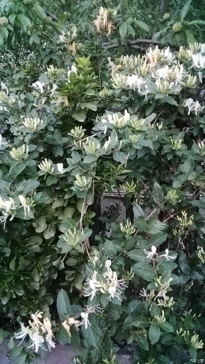 家里种的爬藤金银花