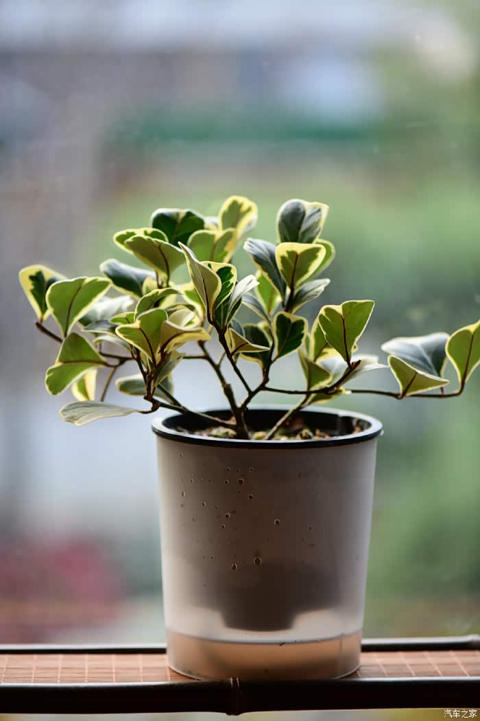 我的金边心叶榕,还在拾芳园 寄养着.