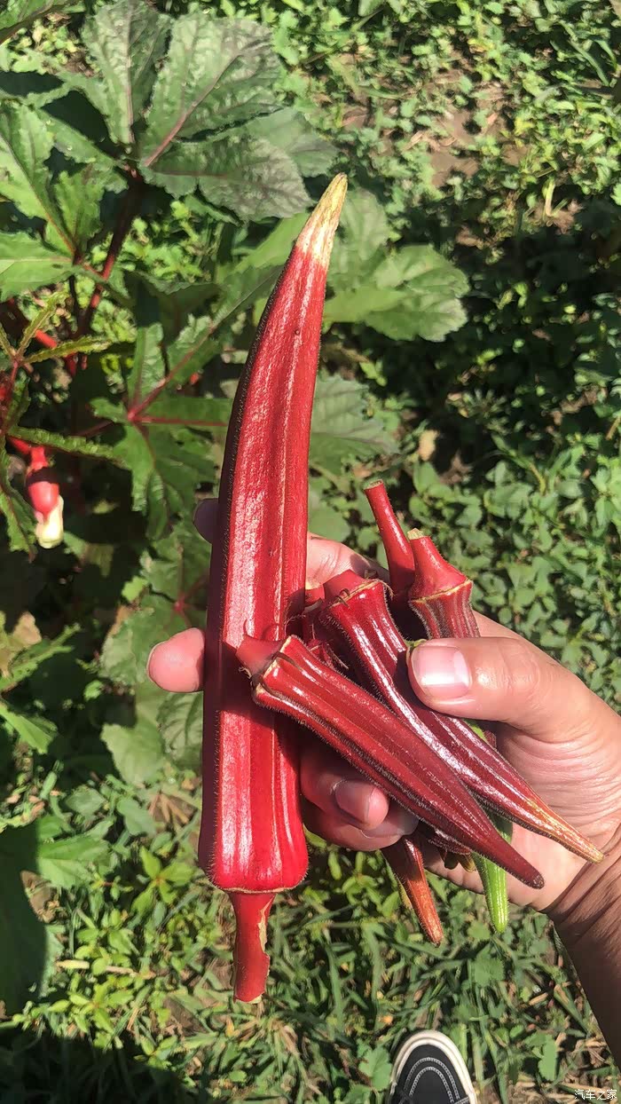 大个的红色秋葵,食欲暴增.