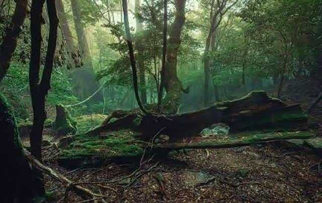 深山老林?充满着神秘,恐怖,生机?
