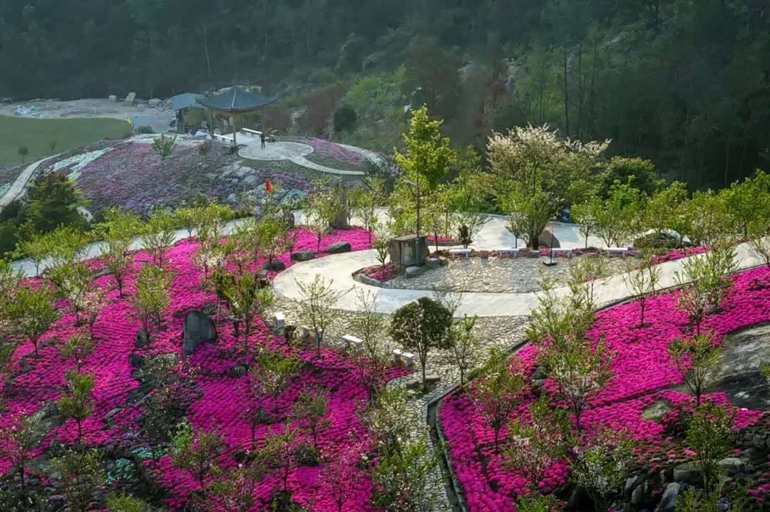 温州永嘉县雁楠逸园,芝樱盛开,大地一夜间铺上了"地毯"!