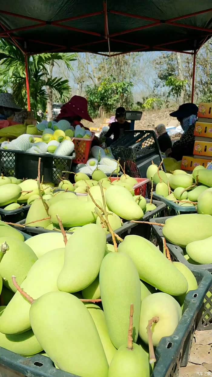 逍客变身小货车拉芒果交警叔叔管不管