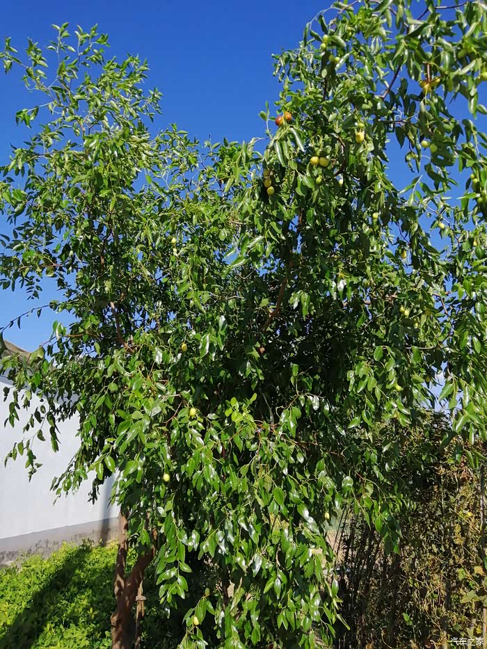 我与小雷乡下游记-1《美丽家乡》