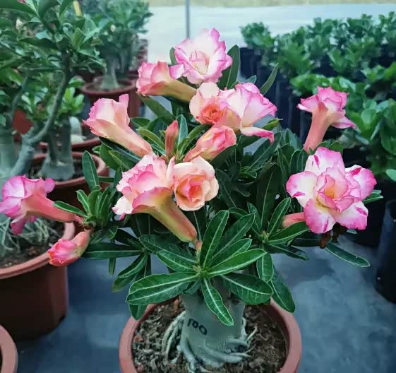 养5种耐旱花,越忘记浇水,长得越旺盛