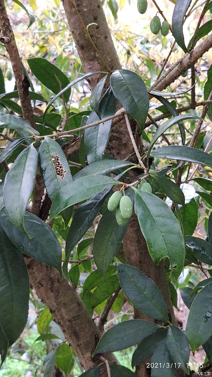 這樣的桂花沒見過,還長果子