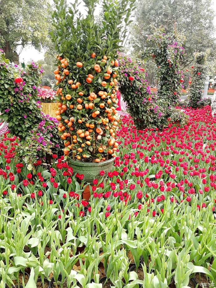 万花盛开日外出踏春时