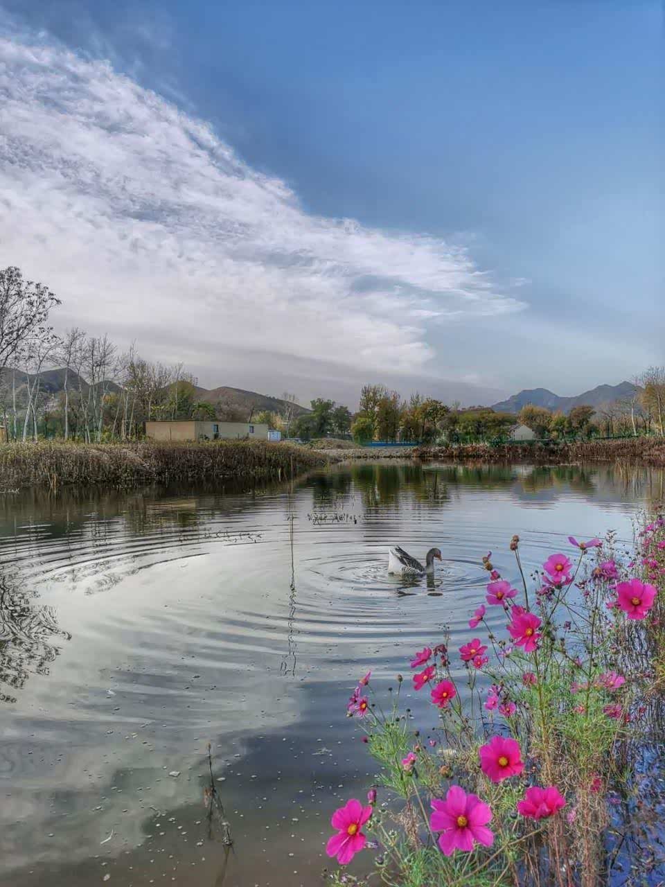 易水河畔的群鸭戏水已形成一道风景