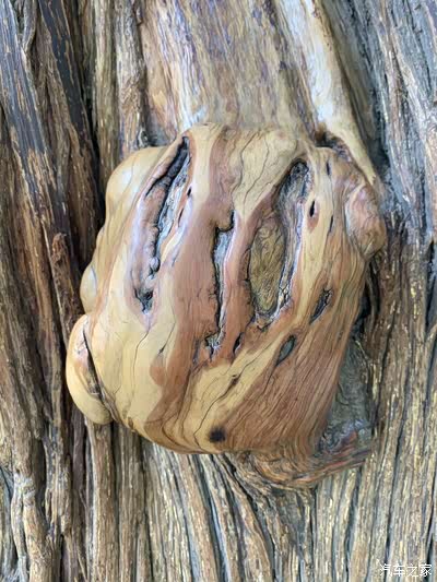 柏树松树为细观树干挺拔粗壮也有苍老树皮斑驳布满树瘤老百姓叫树疙瘩