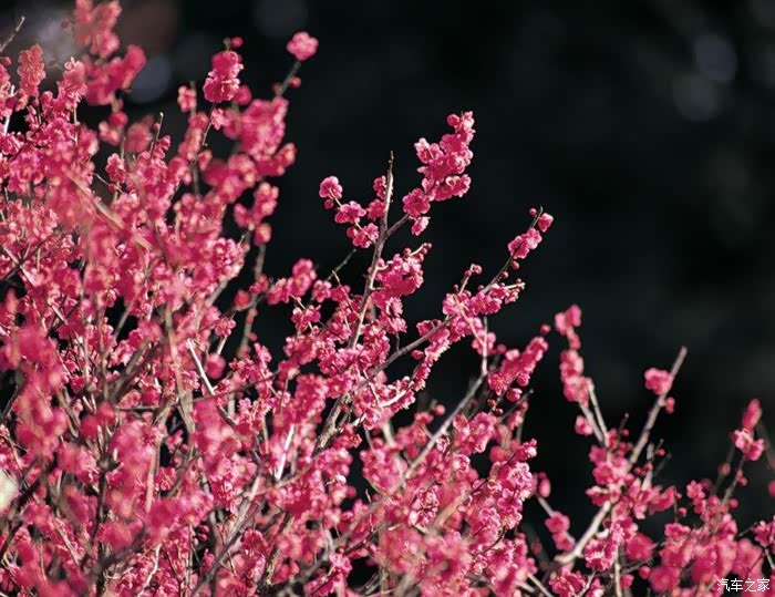 无心插柳观赏公园里盛开的桃花