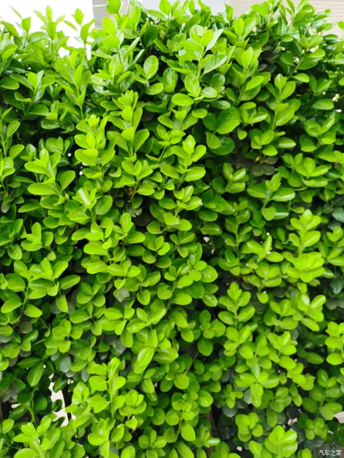 春暖花开绿绿油油