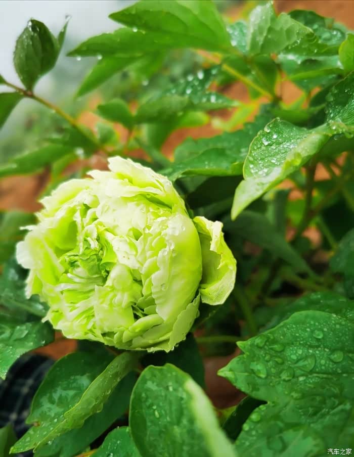 最珍贵的绿色牡丹