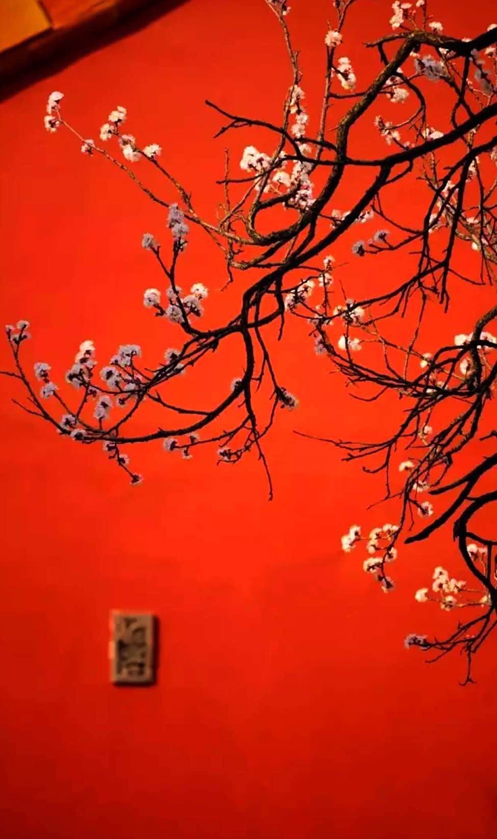 故宫那抹中国红,优美的花,看了心情都不一样