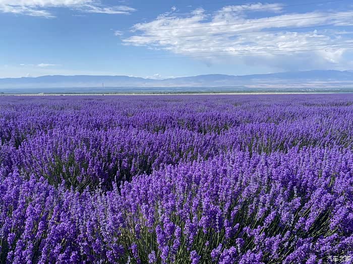 连绵馥郁的薰衣草之乡真是仙境一般