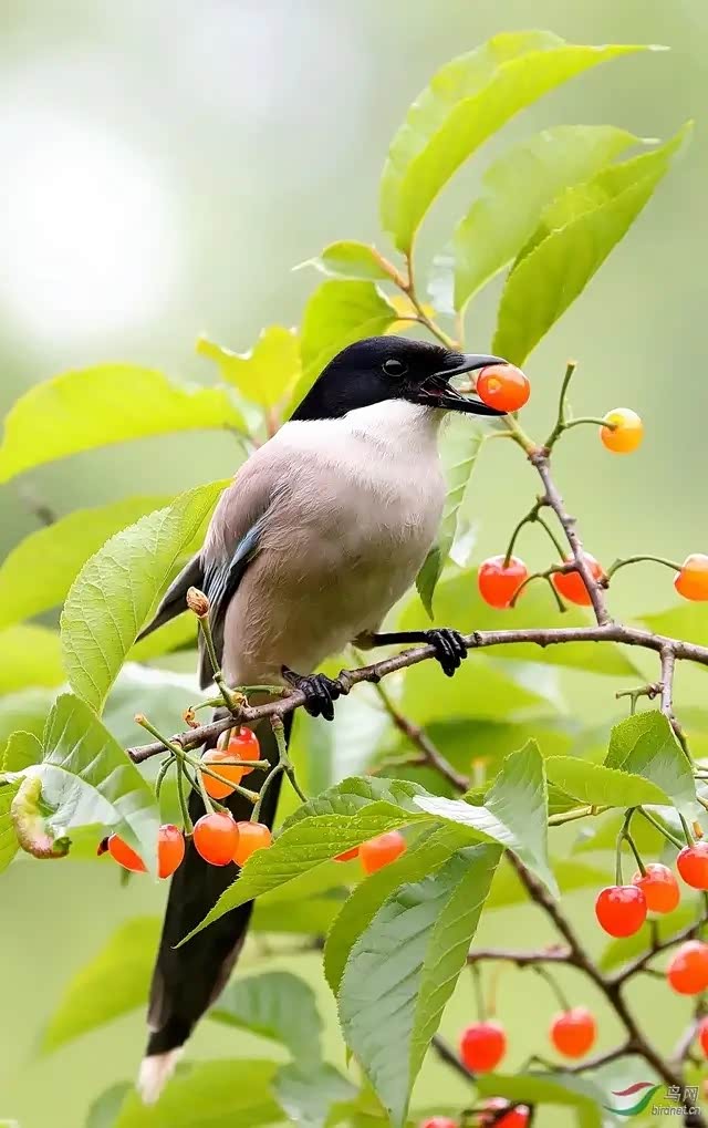 特别喜欢看这鸟儿自由自在的样子.
