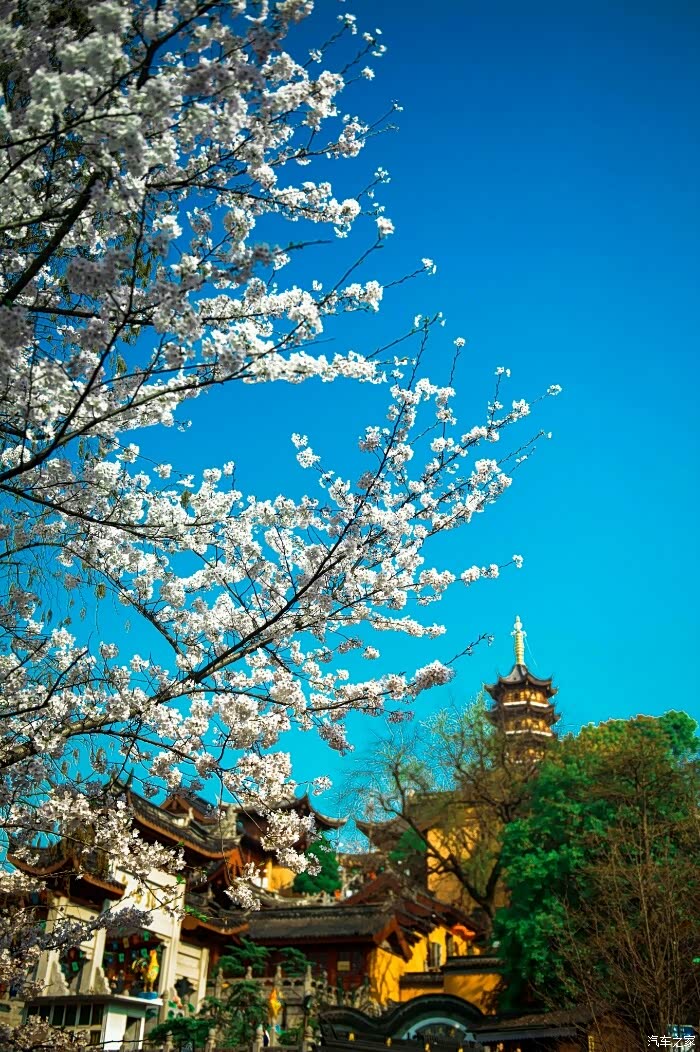 古鸡鸣寺赏樱花