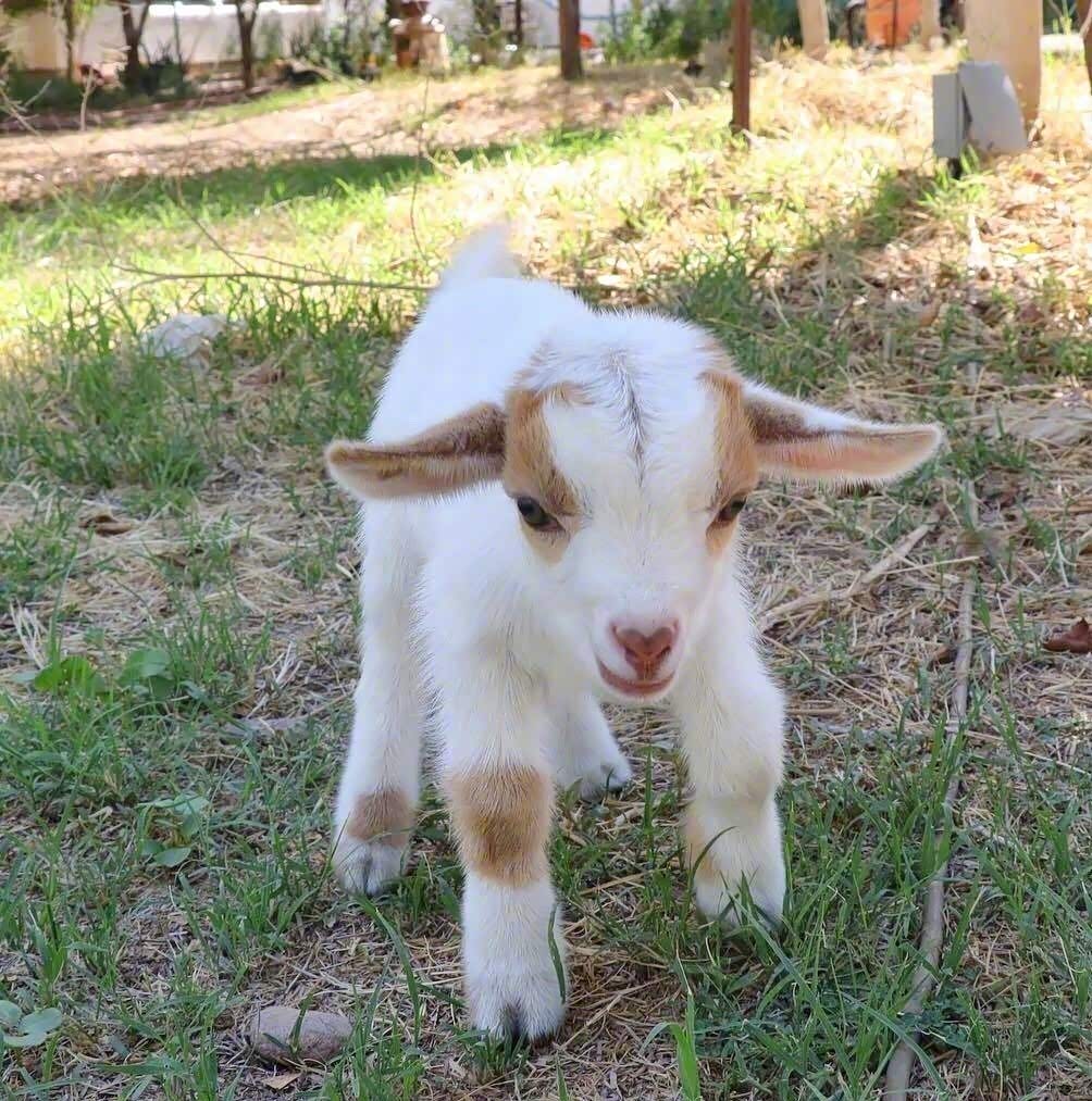 初夏牧场的小羊羊们很享受.
