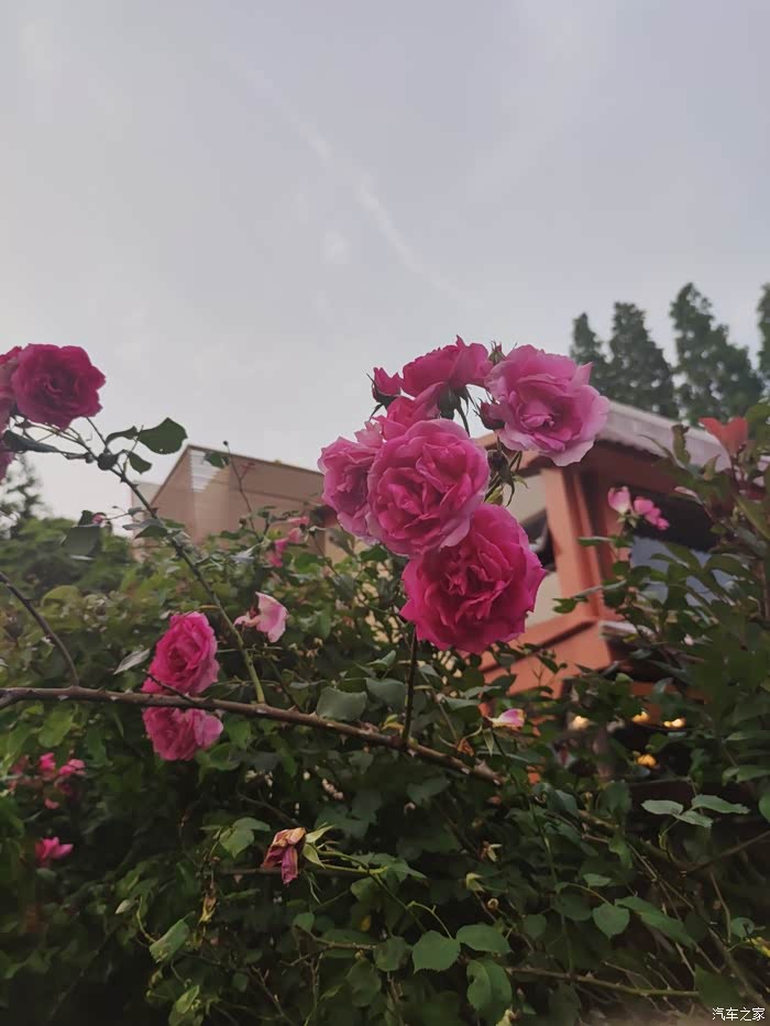 路上随拍花花草草,随便看看就好哈哈