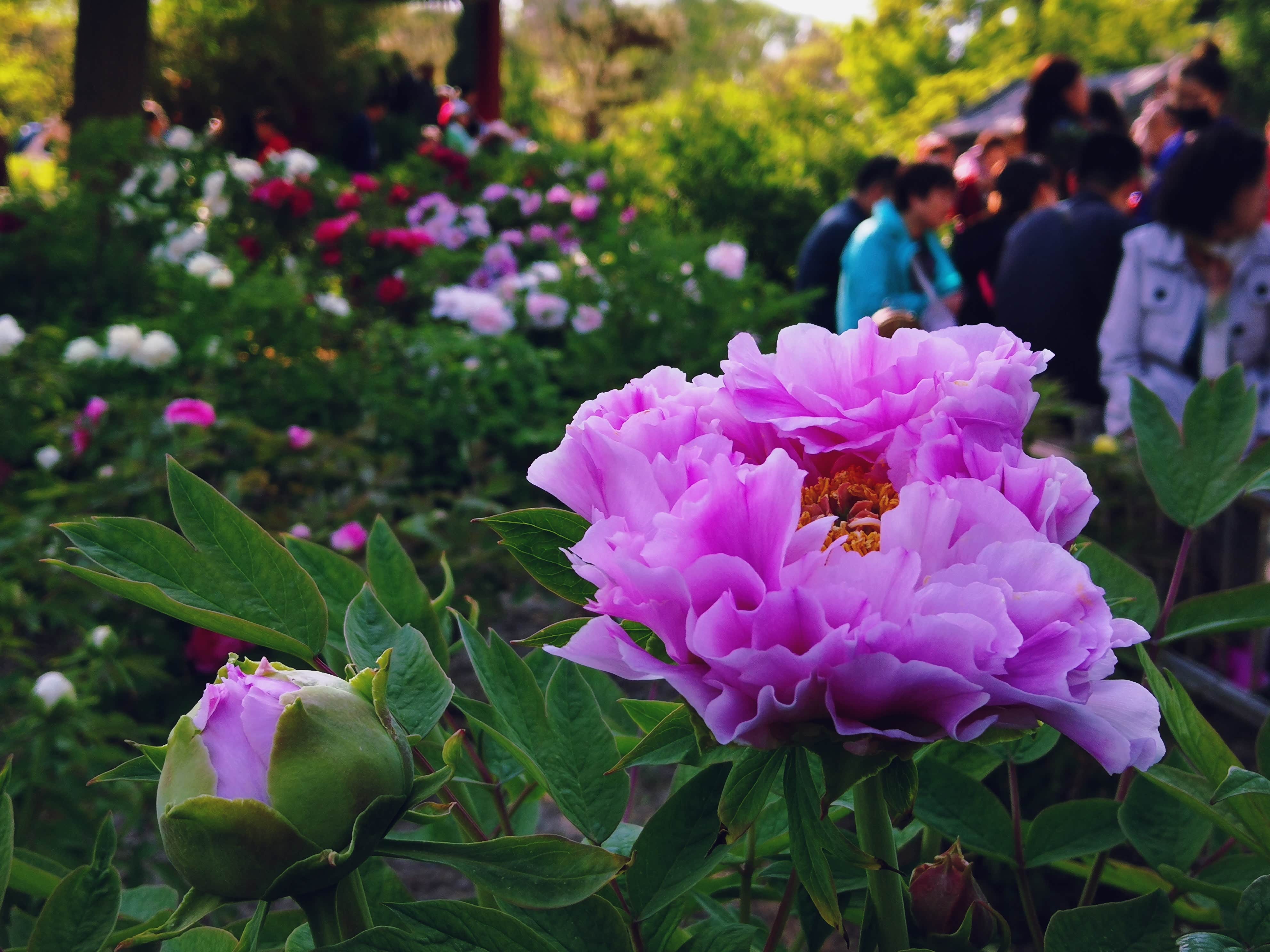 花与古建,相映生辉,太原迎泽公园游园记