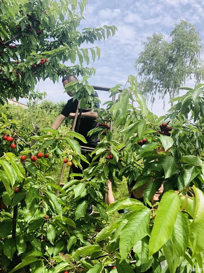 白鹿塬-樱桃园采摘之游玩记