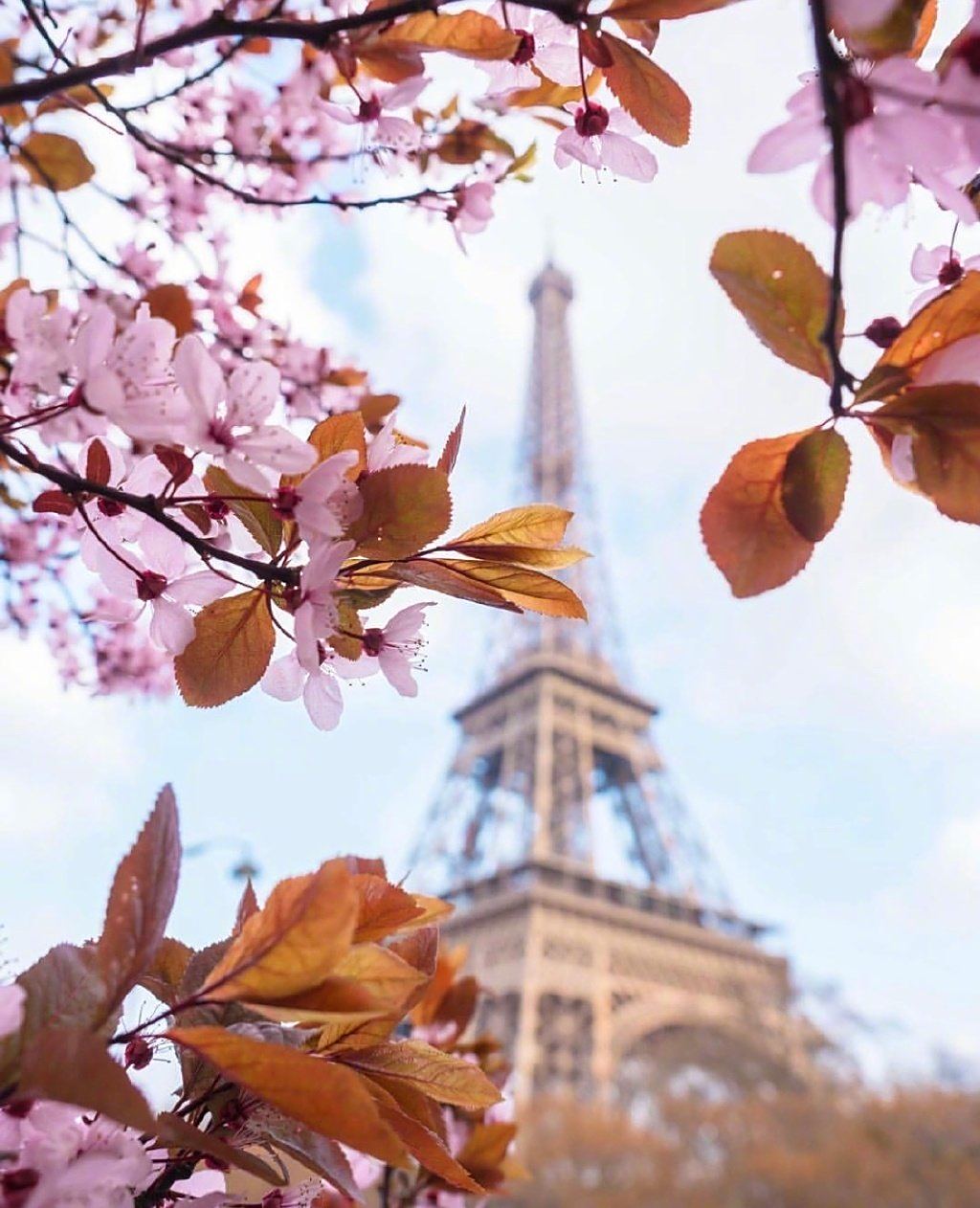 巴黎的春天景色特别的美丽