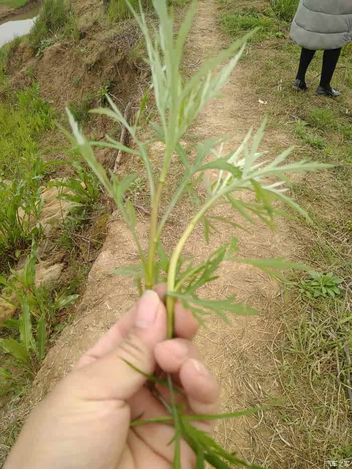 阳春三月爱在路上鄱阳湖边摘野菜