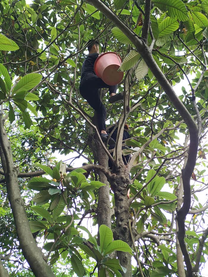 小伙伴开始上树了.说明一下这是山里无主的野枇杷树,不是乱摘