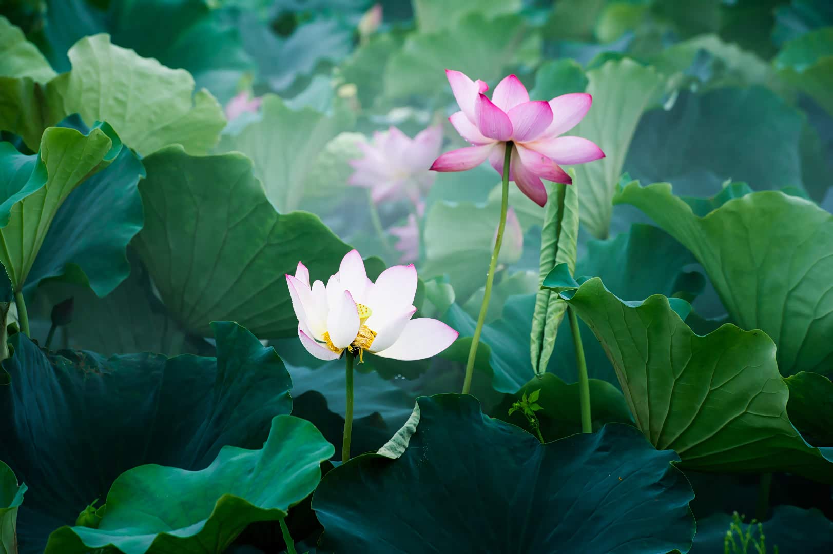 临沂金锣生态农庄的万亩荷塘风景