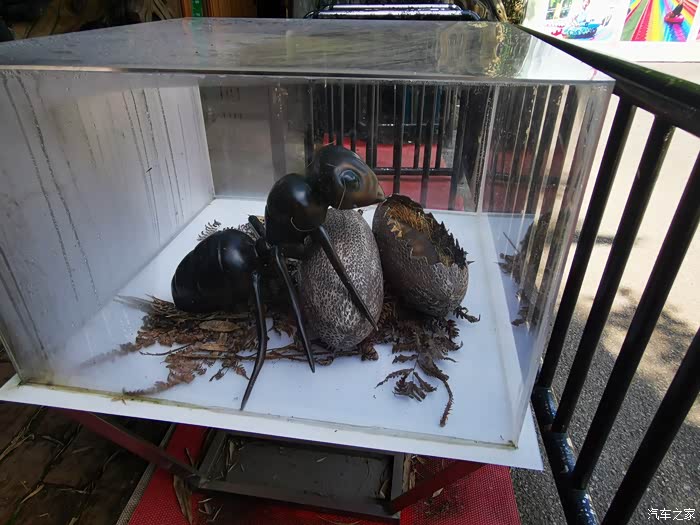 奇奇怪怪的蚂蚁