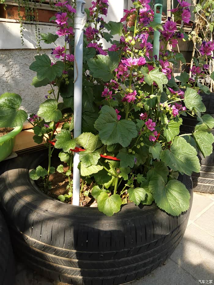 废物利用轮胎种三月花葵