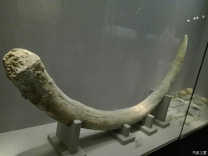 还有这个大象牙,比一个成人还长.这头古象也知道有多么大?