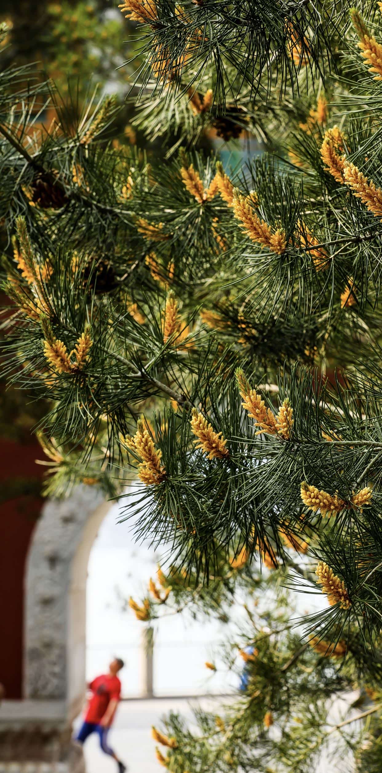 北海公园白皮松累累松花