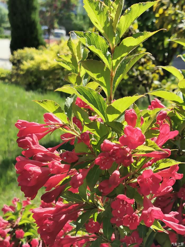 盛开的五色海棠