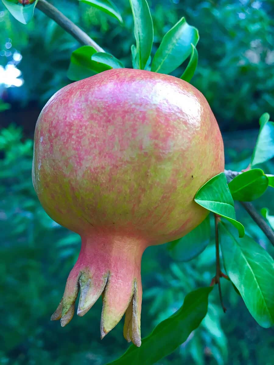 秋天石榴成熟,石榴代表着多子多福