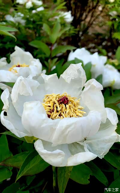 奥森南门看别样的牡丹花