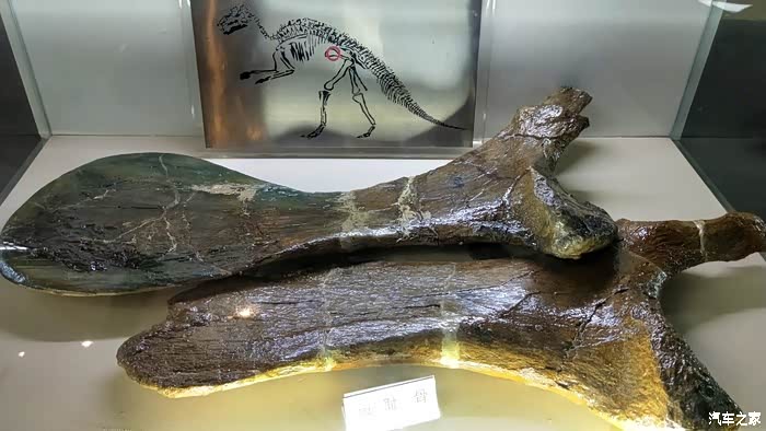 呈现"巨大诸城龙"的,各部位骨骼化石一展出, 大型的恐龙体积比较震撼!