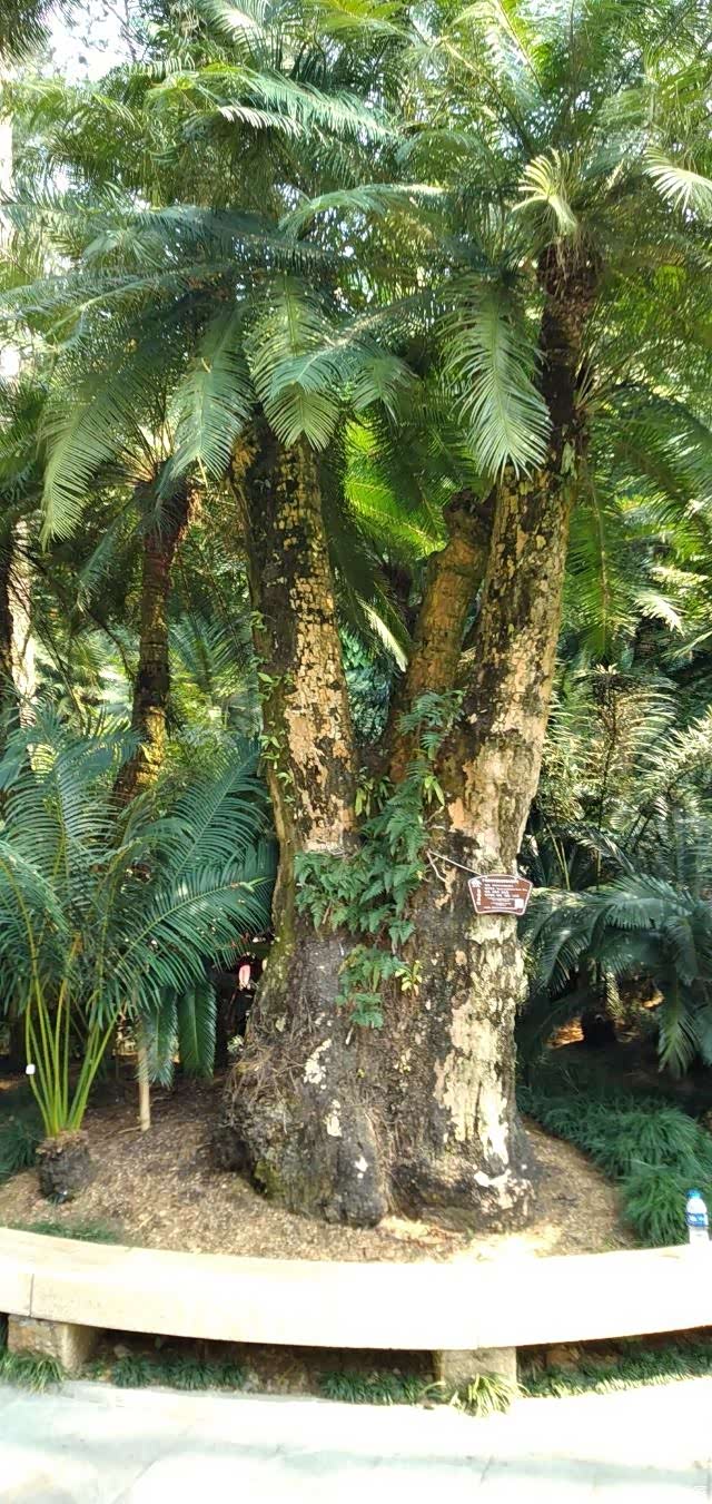 迎暖春送积分千年苏铁园